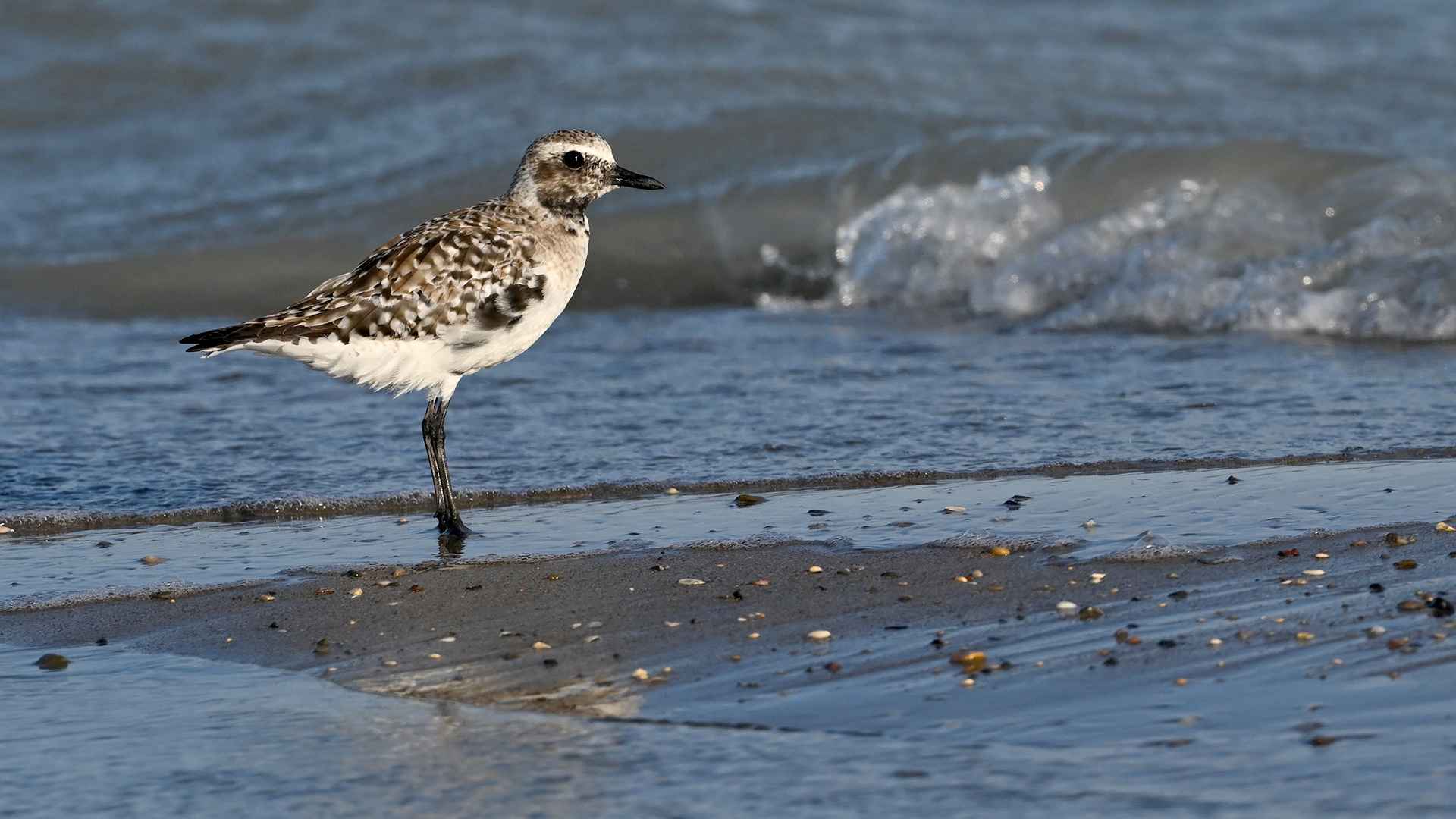 Black-bellied Plover